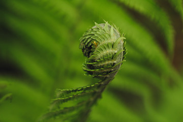 Fern bud in garden closeup
