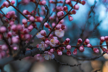 Spring pink Apricot buds on a tree branch. Apricot tree blooming close up on Cyan-Blue Sky...