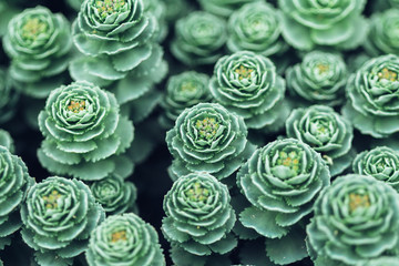 Stonecrop bud in garden closeup