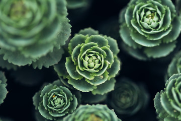 Fototapeta premium Stonecrop bud in garden closeup