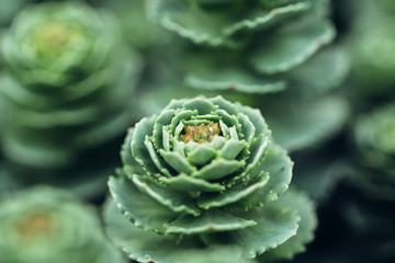 Obraz premium Stonecrop bud in garden closeup