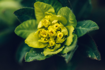 Spurge flower in garden closeup