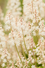 Tiarella flower in garden closeup