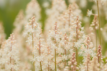 Tiarella flower in garden closeup