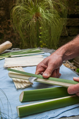 Papyrus paper artisan in Syracuse cutting the stem of a papyrus plant to obtain thin strips