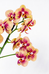 Phalaenopsis yellow red stripe x hybrid Orchid flower bloom with soft focus and yellow background. Floral tropical design element for cosmetics, perfume, beauty care products.