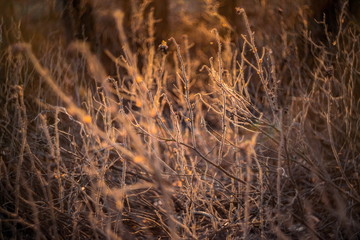 Fototapeta premium Beautiful abstract photo of last year's dry bush rose hip with many brunches shot at sunset on a manual lens, with soft artistic blurred bokeh and backlight.