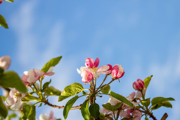 Branches of a blossoming apple tree on a background of clear sky