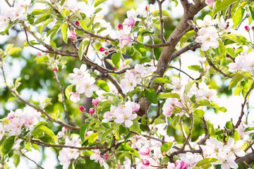 Branches of a blossoming apple tree. Can be used as a beautiful background