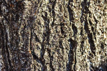 Texture of tree bark closeup