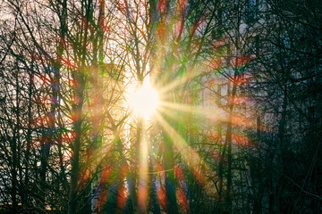 rays of the sun through the trees