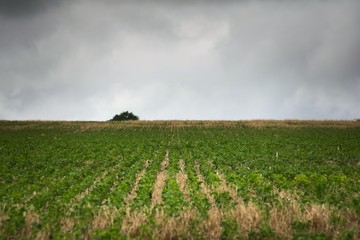 Fototapeta na wymiar Soybean plantation in San Luis, Argentina, on a stormy day.
