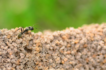 ant nest closeup for wild life