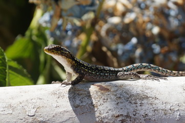 Lagartija