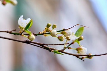 Fototapeta premium swollen kidney on a tree