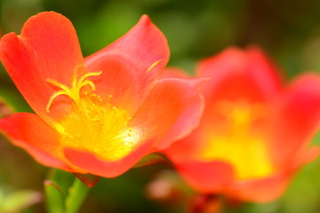 Fototapeta premium closeup for blooming orange flowers in nature
