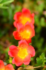 Obraz na płótnie Canvas closeup for blooming orange flowers in nature