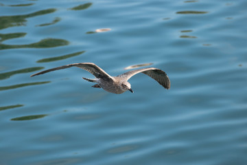 Gaviota
