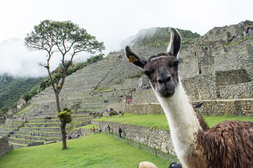 Machu pichu