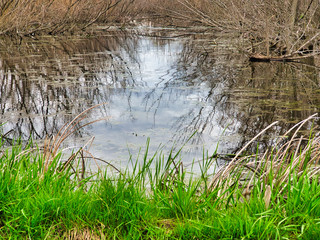 pond with tree reflections