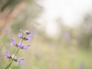 Fototapeta premium Spring flower background