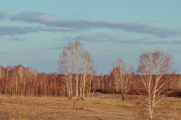 Autumn forest along the road. Places in the forest can be seen melted snow.