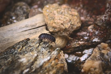 Common pill bug (Armadillidium vulgare), walking over a rock near lake La Florida, in San Luis,...