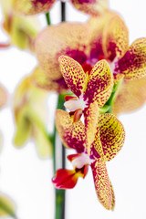 Obraz na płótnie Canvas Phalaenopsis yellow red stripe x hybrid Orchid flower bloom with soft focus and yellow background. Floral tropical design element for cosmetics, perfume, beauty care products.