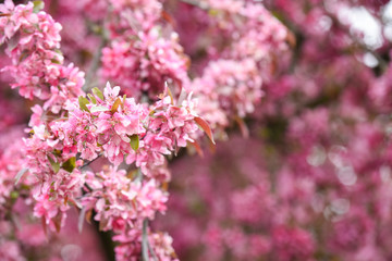 Pink blossom on a tree branch close up detail of flowers