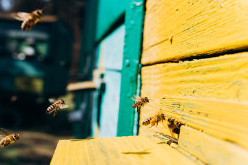 Bees fly near the hive. Bees fly near the yellow beehive. Bees carry honey and pollen to the hive.