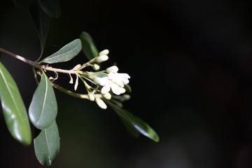 white big flower on dark background. spring mystery photo with cold colors