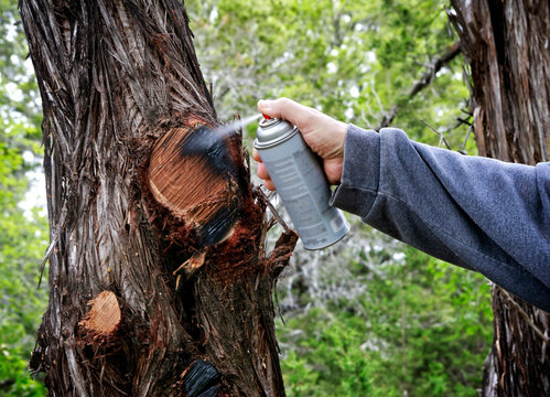 Spray with paint after cutting off tree branches. Help tree to cure. Protecting cut branches with paint coating.