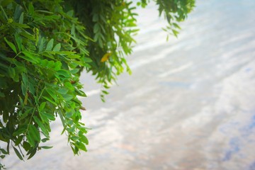 Green leaves hanging from the tree over the silvery waters of lake La Florida, in San Luis, Argentina, on a cloudy day.