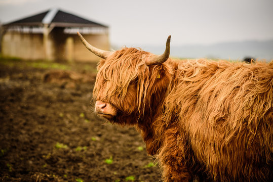 las vacas peludas