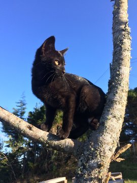 Black Cat in the tree