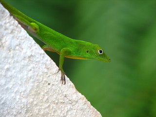 Green lizard