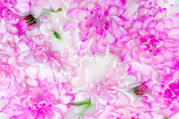 Pink chrysanthemum flowers in white water or milk. Macro flat lay. In bloom art concept. Summer, spring background
