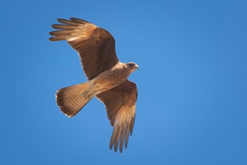 Chimango caracara (Phalcoboenus chimango), a medium sized raptor native to the Southern Cone, flying on a sunny day.