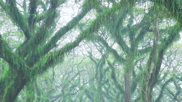 Beautiful scenery of green trees with big branches in De Djawatan forest at Banyuwangi, East Java, Indonesia. Shot in 4k resolution