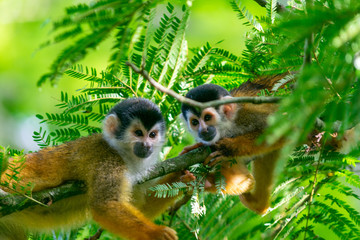 Squirrel Monkey with Orange Fur while Sitting In Jungle Trees