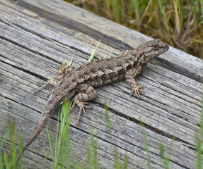 A coast range fence lizard (Sceloporus occidentalis bocourtii) on a log near Elkhorn Slough in California.