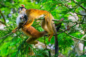 Squirrel Monkey with Orange Fur while Sitting In Jungle Trees
