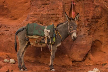 Zelfklevend Fotobehang Eastern donkey on a leash animal slave concept photography in Eastern sand stone wilderness Arabian entourage environment background © Артём Князь