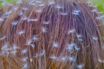 White dandelion seeds in a woman's hair
