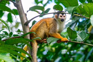 Squirrel Monkey with Orange Fur while Sitting In Jungle Trees