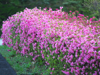Obraz premium Tokyo,Japan-April 19, 2020: Azalea or Rhododendron in full bloom in spring 