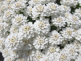Tokyo,Japan-April 7, 2020: Iberis sempervirens or evergreen candytuft or perennial candytuft in a garden in spring
