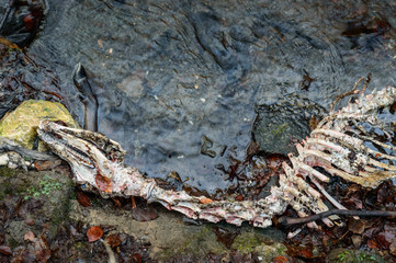 The skeleton of a dead deer lies partly in the river near the forest.