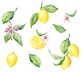 Set of hand drawn watercolor botanical illustration of fresh yellow Lemons.