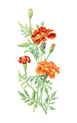 Hand drawn watercolor botanical illustration of Marigold flower.